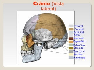 Crânio (Vista
lateral)

Frontal
Parietal
Occipital
Nasal
Lacrimal
Zigomático
Esfenóide
Etmóide
Temporal
Maxilar
Mandíbula

 