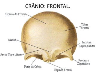 CRÂNIO: FRONTAL.
 