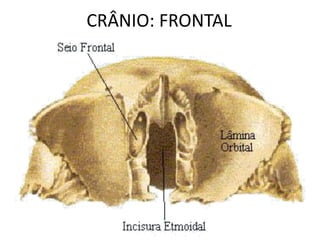 CRÂNIO: FRONTAL
 