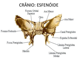 CRÂNIO: ESFENÓIDE
 