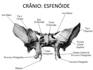 CRÂNIO: ESFENÓIDE
 