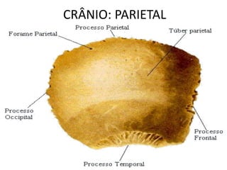 CRÂNIO: PARIETAL
 