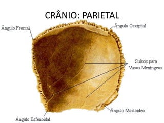 CRÂNIO: PARIETAL
 