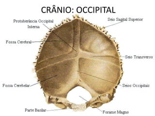 CRÂNIO: OCCIPITAL
 