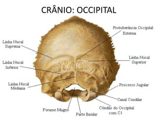 CRÂNIO: OCCIPITAL
 