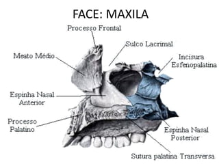 FACE: MAXILA
 