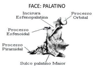 FACE: PALATINO
 
