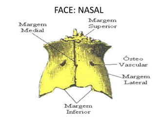 FACE: NASAL
 
