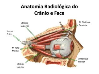 Anatomia Radiológica do
Crânio e Face
M Reto
Superior
M Reto
Inferior
Nervo
Ótico
M Obliquo
Superior
M Obliquo
Inferior
M Reto
Medial
 