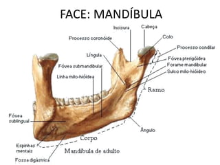 FACE: MANDÍBULA
 
