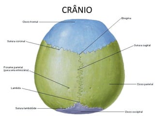 CRÂNIO
 
