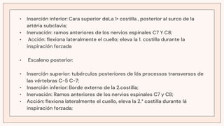 • Inserción inferior: Cara superior deLa 1• costilla , posterior al surco de la
artéria subclavia;
• Inervación: ramos anteriores de los nervios espinales C7 Y C8;
• Acción: flexiona lateralmente el cuello; eleva la 1. costilla durante la
inspiración forzada
• Escaleno posterior:
• Inserción superior: tubérculos posteriores de lós processos transversos de
las vértebras C-5 C-7;
• Inserción inferior: Borde externo de la 2.costilla;
• Inervación: Ramos anteriores de los nervios espinales C7 y C8;
• Acción: flexiona lateralmente el cuello, eleva la 2.° costilla durante lá
inspiración forzada;
 