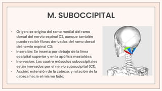M. SUBOCCIPITAL
• Origen: se origina del ramo medial del ramo
dorsal del nervio espinal C2, aunque también
puede recibir fibras derivadas del ramo dorsal
del nervio espinal C3;
• Inserción: Se inserta por debajo de la línea
occipital superior y en la apófisis mastoidea;
• Inervacion: Los cuatro músculos suboccipitales
están inervados por el nervio suboccipital (C1);
• Acción: extensión de la cabeza, y rotación de la
cabeza hacia el mismo lado;
 