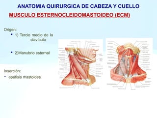 Anatomia Cuello 1 pptx Cirugia Generall PPTX