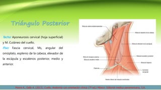 anatomia cuello triangulos y vasos sanguineos.pptx