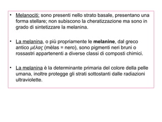 Melanociti:  sono presenti nello strato basale, presentano una forma stellare; non subiscono la cheratizzazione ma sono in grado di sintetizzare la melanina. La melanina , o più propriamente le  melanine , dal greco antico  μέλας  (mèlas = nero), sono pigmenti neri bruni o rossastri appartenenti a diverse classi di composti chimici.  La melanina  è la determinante primaria del colore della pelle umana, inoltre protegge gli strati sottostanti dalle radiazioni ultraviolette. 