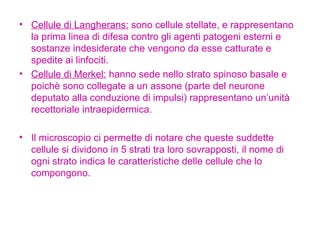 Cellule di Langherans:  sono cellule stellate, e rappresentano la prima linea di difesa contro gli agenti patogeni esterni e sostanze indesiderate che vengono da esse catturate e spedite ai linfociti. Cellule di Merkel:  hanno sede nello strato spinoso basale e poichè sono collegate a un assone (parte del neurone deputato alla conduzione di impulsi) rappresentano un’unità recettoriale intraepidermica. Il microscopio ci permette di notare che queste suddette cellule si dividono in 5 strati tra loro sovrapposti, il nome di ogni strato indica le caratteristiche delle cellule che lo compongono. 