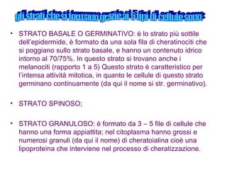 STRATO BASALE O GERMINATIVO: è lo strato più sottile dell’epidermide, è formato da una sola fila di cheratinociti che si poggiano sullo strato basale, e hanno un contenuto idrico intorno al 70/75%. In questo strato si trovano anche i melanociti (rapporto 1 a 5) Questo strato è caratteristico per l’intensa attività mitotica, in quanto le cellule di questo strato germinano continuamente (da qui il nome si str. germinativo). STRATO SPINOSO; STRATO GRANULOSO: è formato da 3 – 5 file di cellule che hanno una forma appiattita; nel citoplasma hanno grossi e numerosi granuli (da qui il nome) di cheratoialina cioè una lipoproteina che interviene nel processo di cheratizzazione. gli strati che si formano grazie ai 5 tipi di cellule sono: 