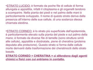 STRATO LUCIDO:  è formato da poche file di cellule di forma allungata e appiattita, infatti il citoplasma e gli organelli tendono a scomparire. Nella pianta dei piedi e nel palmo delle mani è particolarmente sviluppato. Il nome di questo strato deriva dalla presenza all’interno delle sue cellule, di una sostanza oleosa chiamata eleidina. STRATO CORNEO:  è lo strato più superficiale dell’epidermide, è particolarmente elevato sulla pianta del piede e sul palmo della mano; è formato da diverse file di lamelle (sono strutture simili alle cellule), appiattite e disidratate, piene di cheratina (proteina deputata alla protezione). Questo strato si forma dalle cellule morte derivanti dalla trasformazione dei cheratinociti dello strato basale. STRATO CORNEO + CHERATINA = ci difendono dagli agenti chimici e fisici con cui entriamo in contatto. 