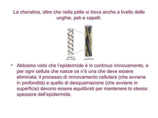 La cheratina, oltre che nella pelle si trova anche a livello delle unghie, peli e capelli. Abbiamo visto che l’epidermide è in continuo rinnovamento, e per ogni cellula che nasce ce n’è una che deve essere eliminata; il processo di rinnovamento cellulare (che avviene in profondità) e quello di desquamazione (che avviene in superficie) devono essere equilibrati per mantenere lo stesso spessore dell’epidermide. 
