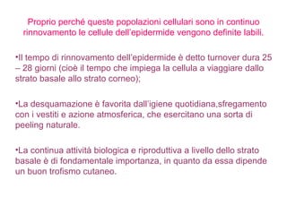 Proprio perché queste popolazioni cellulari sono in continuo rinnovamento le cellule dell’epidermide vengono definite labili. Il tempo di rinnovamento dell’epidermide è detto turnover dura 25 – 28 giorni (cioè il tempo che impiega la cellula a viaggiare dallo strato basale allo strato corneo); La desquamazione è favorita dall’igiene quotidiana,sfregamento con i vestiti e azione atmosferica, che esercitano una sorta di peeling naturale.  La continua attività biologica e riproduttiva a livello dello strato basale è di fondamentale importanza, in quanto da essa dipende un buon trofismo cutaneo. 