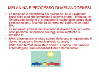 MELANINA E PROCESSO DI MELANOGENESI La melanina è sintetizzata dai melanociti, ed è il pigmento tipico della cute che conferisce il colorito bruno – bronzeo. Ha l’importante funzione di proteggere il nucleo delle cellule degli strati sottostanti, facendo da schermo nei confronti dei raggi UV. Le radiazioni emesse dal sole sono di diverso tipo, in questo caso poniamo l’attenzione sui raggi ultravioletti che si dividono in: UVA: attraversano lo strato corneo della cute e raggiungono il derma, e causano l’invecchiamento cutaneo; UVB: sono fermati dallo stato corneo  e hanno una funzione eritematogena, cioè responsabili dell’eritema solare. 