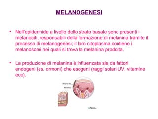 MELANOGENESI Nell’epidermide a livello dello strato basale sono presenti i melanociti, responsabili della formazione di melanina tramite il processo di melanogenesi; il loro citoplasma contiene i melanosomi nei quali si trova la melanina prodotta. La produzione di melanina è influenzata sia da fattori endogeni (es. ormoni) che esogeni (raggi solari UV, vitamine ecc). 