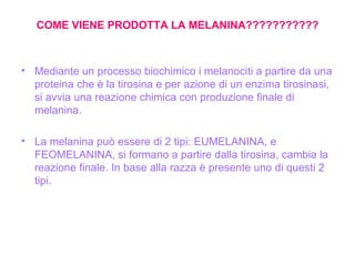 COME VIENE PRODOTTA LA MELANINA??????????? Mediante un processo biochimico i melanociti a partire da una proteina che è la tirosina e per azione di un enzima tirosinasi, si avvia una reazione chimica con produzione finale di melanina. La melanina può essere di 2 tipi: EUMELANINA, e FEOMELANINA, si formano a partire dalla tirosina, cambia la reazione finale. In base alla razza è presente uno di questi 2 tipi. 