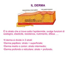 IL DERMA È lo strato che si trova sotto l’epidermide, svolge funzioni di sostegno, elasticità, resistenza, nutrimento, difesa …. Il derma si divide in 3 strati: Derma papillare: strato + superficiale; Derma medio o corion: strato intermedio; Derma profondo o reticolare: strato + profondo. 