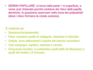 DERMA PAPILLARE: si trova nella parte + in superficie, e viene così chiamato perché contiene dei rilievi detti papille dermiche, lo possiamo osservare nella zona dei polpastrelli (dove i rilievi formano le creste cutanee). È costituito da: Sostanza fondamentale; Fibre, troviamo quelle di collagene, elastiche e reticolari; Cellule, sono abbondanti e tipiche del tessuto connettivo; Vasi sanguigni, capillari, arteriole e venule; Corpuscoli sensitivi, in particolare quelli tattili (di Meissner) e quelli del freddo ( di Krause); 