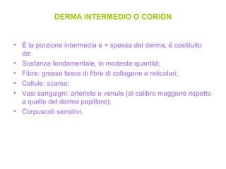 DERMA INTERMEDIO O CORION È la porzione intermedia e + spessa del derma, è costituito da: Sostanza fondamentale, in modesta quantità; Fibre: grosse fasce di fibre di collagene e reticolari; Cellule: scarse; Vasi sanguigni: arteriole e venule (di calibro maggiore rispetto a quelle del derma papillare); Corpuscoli sensitivi. 