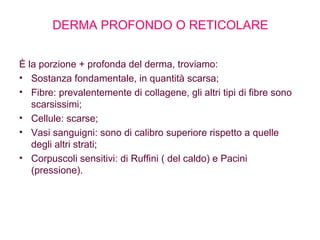 DERMA PROFONDO O RETICOLARE È la porzione + profonda del derma, troviamo: Sostanza fondamentale, in quantità scarsa; Fibre: prevalentemente di collagene, gli altri tipi di fibre sono scarsissimi; Cellule: scarse; Vasi sanguigni: sono di calibro superiore rispetto a quelle degli altri strati; Corpuscoli sensitivi: di Ruffini ( del caldo) e Pacini (pressione). 