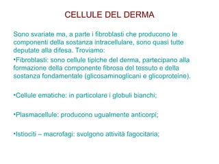 CELLULE DEL DERMA Sono svariate ma, a parte i fibroblasti che producono le componenti della sostanza intracellulare, sono quasi tutte deputate alla difesa. Troviamo: Fibroblasti: sono cellule tipiche del derma, partecipano alla formazione della componente fibrosa del tessuto e della sostanza fondamentale (glicosaminoglicani e glicoproteine). Cellule ematiche: in particolare i globuli bianchi; Plasmacellule: producono ugualmente anticorpi; Istiociti – macrofagi: svolgono attività fagocitaria; 