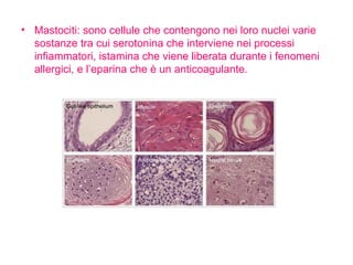 Mastociti: sono cellule che contengono nei loro nuclei varie sostanze tra cui serotonina che interviene nei processi infiammatori, istamina che viene liberata durante i fenomeni allergici, e l’eparina che è un anticoagulante. 