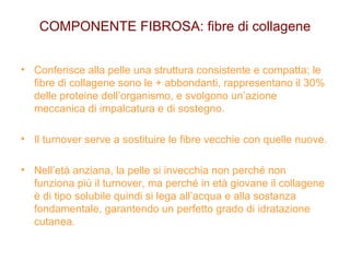 COMPONENTE FIBROSA: fibre di collagene Conferisce alla pelle una struttura consistente e compatta; le fibre di collagene sono le + abbondanti, rappresentano il 30% delle proteine dell’organismo, e svolgono un’azione meccanica di impalcatura e di sostegno. Il turnover serve a sostituire le fibre vecchie con quelle nuove. Nell’età anziana, la pelle si invecchia non perché non funziona più il turnover, ma perché in età giovane il collagene è di tipo solubile quindi si lega all’acqua e alla sostanza fondamentale, garantendo un perfetto grado di idratazione cutanea. 