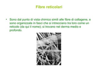 Fibre reticolari Sono dal punto di vista chimico simili alle fibre di collagene, e sono organizzate in fasci che si intrecciano tra loro come un reticolo (da qui il nome); si trovano nel derma medio e profondo. 