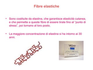 Fibre elastiche Sono costituite da elastina, che garantisce elasticità cutanea, e che permette a queste fibre di essere tirate fino al “punto di stress”, poi tornano al loro posto. La maggiore concentrazione di elastina si ha intorno ai 30 anni. 