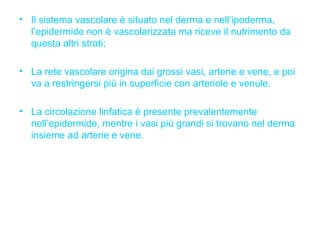 Il sistema vascolare è situato nel derma e nell’ipoderma, l’epidermide non è vascolarizzata ma riceve il nutrimento da questa altri strati; La rete vascolare origina dai grossi vasi, arterie e vene, e poi va a restringersi più in superficie con arteriole e venule. La circolazione linfatica è presente prevalentemente nell’epidermide, mentre i vasi più grandi si trovano nel derma insieme ad arterie e vene. 