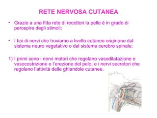 RETE NERVOSA CUTANEA Grazie a una fitta rete di recettori la pelle è in grado di percepire degli stimoli; I tipi di nervi che troviamo a livello cutaneo originano dal sistema neuro vegetativo o dal sistema cerebro spinale: 1) I primi sono i nervi motori che regolano vasodilatazione e vasocostrizione e l’erezione del pelo, e i nervi secretori che regolano l’attività delle ghiandole cutanee. 
