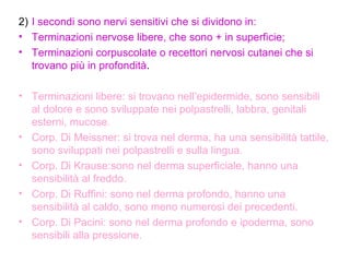 2) I secondi sono nervi sensitivi che si dividono in: Terminazioni nervose libere, che sono + in superficie; Terminazioni corpuscolate o recettori nervosi cutanei che si trovano più in profondità . Terminazioni libere: si trovano nell’epidermide, sono sensibili al dolore e sono sviluppate nei polpastrelli, labbra, genitali esterni, mucose. Corp. Di Meissner: si trova nel derma, ha una sensibilità tattile, sono sviluppati nei polpastrelli e sulla lingua. Corp. Di Krause:sono nel derma superficiale, hanno una sensibilità al freddo. Corp. Di Ruffini: sono nel derma profondo, hanno una sensibilità al caldo, sono meno numerosi dei precedenti. Corp. Di Pacini: sono nel derma profondo e ipoderma, sono sensibili alla pressione. 