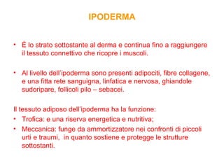 IPODERMA È lo strato sottostante al derma e continua fino a raggiungere il tessuto connettivo che ricopre i muscoli. Al livello dell’ipoderma sono presenti adipociti, fibre collagene, e una fitta rete sanguigna, linfatica e nervosa, ghiandole sudoripare, follicoli pilo – sebacei. Il tessuto adiposo dell’ipoderma ha la funzione: Trofica: e una riserva energetica e nutritiva; Meccanica: funge da ammortizzatore nei confronti di piccoli urti e traumi,  in quanto sostiene e protegge le strutture sottostanti. 