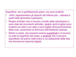 Superficie: non è perfettamente piana, ma sono evidenti: orfizi: rappresentano gli sbocchi dei follicoli pilo – sebacei e quelli delle ghiandole sudoripare; Pieghe articolari che si trovano a livello delle articolazioni e sono date dai movimenti articolari, pieghe senili (rughe) sono evidenti sul collo e sul volto e sono legate all’invecchiamento della cute, aumentano al diminuire dell’elasticità cutanea; Solchi e creste, che possono essere  superficiali  e si trovano su tutta la superficie del corpo, e  profondi  che si trovano soprattutto nel palmo nella mano e sui polpastrelli delle dita, che formano le impronte digitali; 