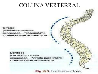 COLUNA VERTEBRAL
 