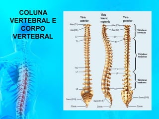 COLUNA
VERTEBRAL E
CORPO
VERTEBRAL
 