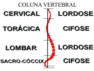 COLUNA VERTEBRAL
 