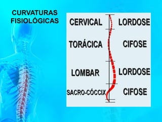 CURVATURAS
FISIOLÓGICAS
 