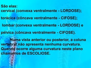 São elas:
cervical (convexa ventralmente - LORDOSE);
torácica (côncava ventralmente - CIFOSE);
lombar (convexa ventralmente - LORDOSE) e
pélvica (côncava ventralmente - CIFOSE).
Numa vista anterior ou posterior, a coluna
vertebral não apresenta nenhuma curvatura.
Quando ocorre alguma curvatura neste plano
chamamos de ESCOLIOSE.
 