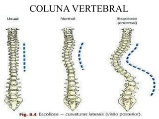 COLUNA VERTEBRAL
 