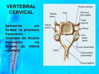 VERTEBRAL
CERVICAL
Apresenta um
forame no processo
transverso,
chamado de forame
transverso ou
forame da artéria
vertebral.
 