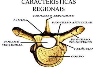 CARACTERÍSTICAS
REGIONAIS
 